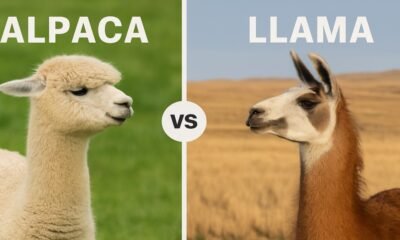 Alpaca vs Llama