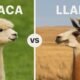 Alpaca vs Llama